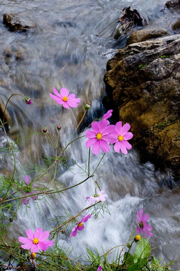 Coreopsis