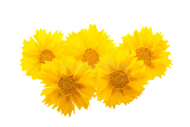 286 Single Coreopsis Flower Photos Free Royalty Free Stock Photos From Dreamstime