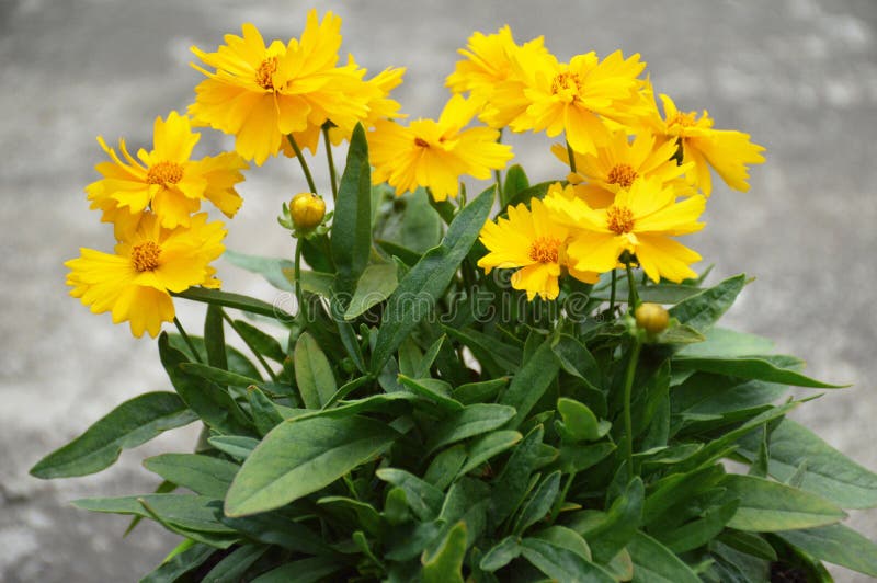 Coreopsis Grandiflora Flower Plant Growing in the Garden Stock Image ...