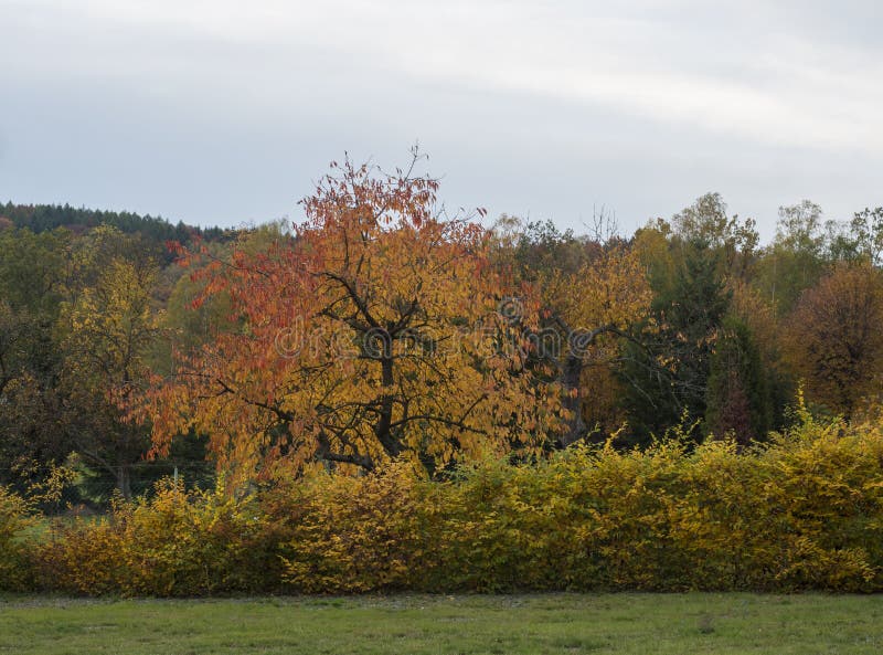 Cores de outono Vibrantes das Folhas em Árvore Cerejeira, árvores caducas e arbustos no fundo do céu azul nublado em um imagens de stock Cores de outono Vibrantes das Folhas em Árvore Cerejeira, árvores caducas e arbustos no fundo do céu azul nublado em um imagens de stock