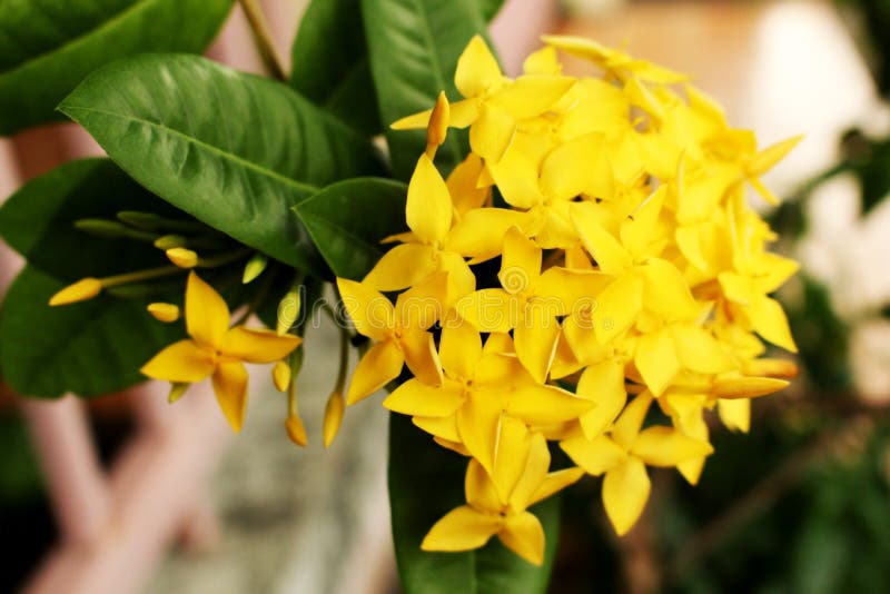 Cores Do Amarelo De Ixora Da Flor Do Ponto Rei Ixora Ixora De Florescência  Chinensis Imagem de Stock - Imagem de flora, fundo: 104719103