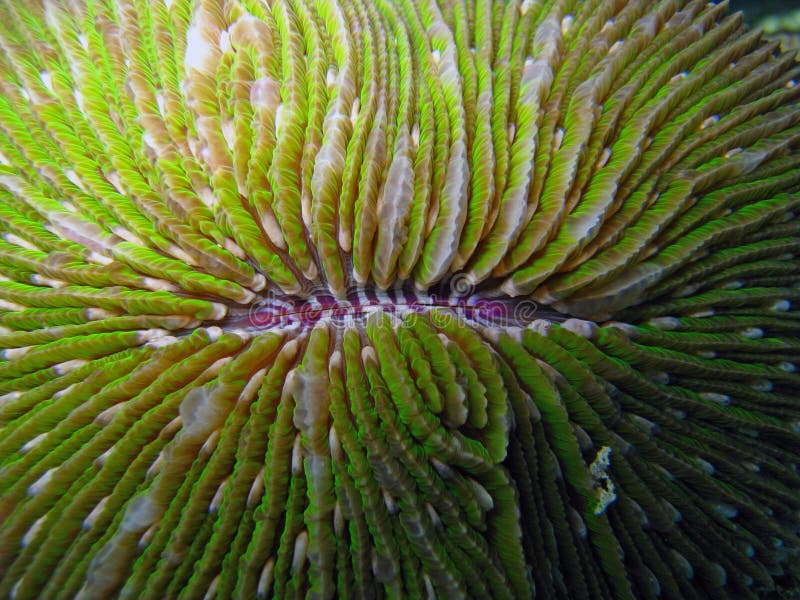 Tubarão-preto Carcharhinus Sinônimos Sobre O Recife De Coral Foto de Stock  - Imagem de animal, dentes: 157704248