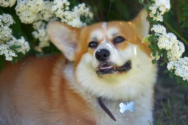 Corgi bland blomstrande vårbuskar arkivfoton