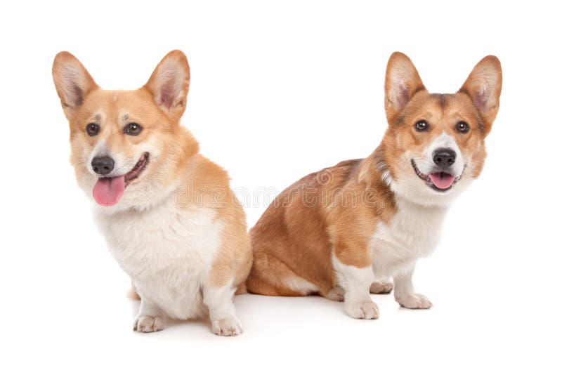 Corgi de Galês do Pembroke foto de stock royalty free Corgi de Galês do Pembroke foto de stock royalty free