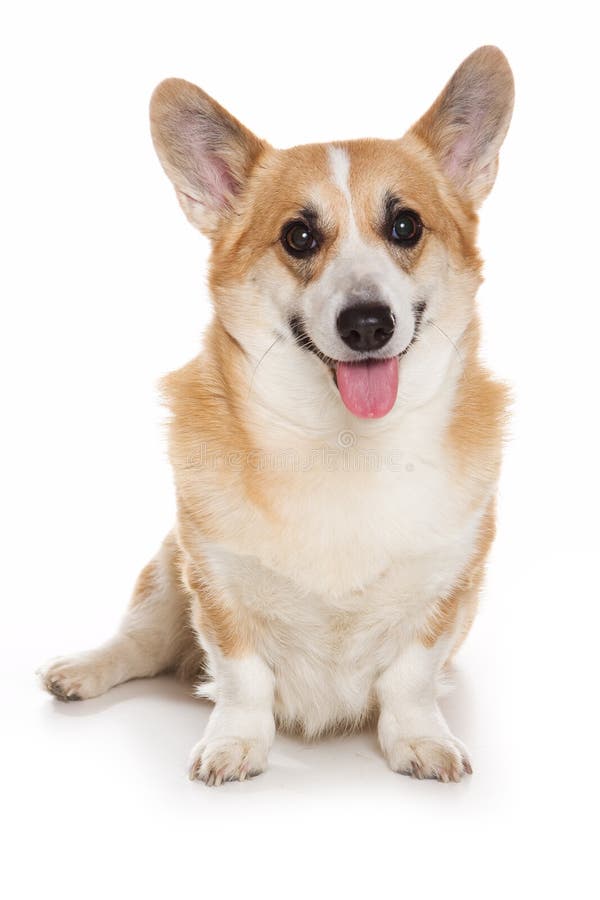 Corgi dog stock image