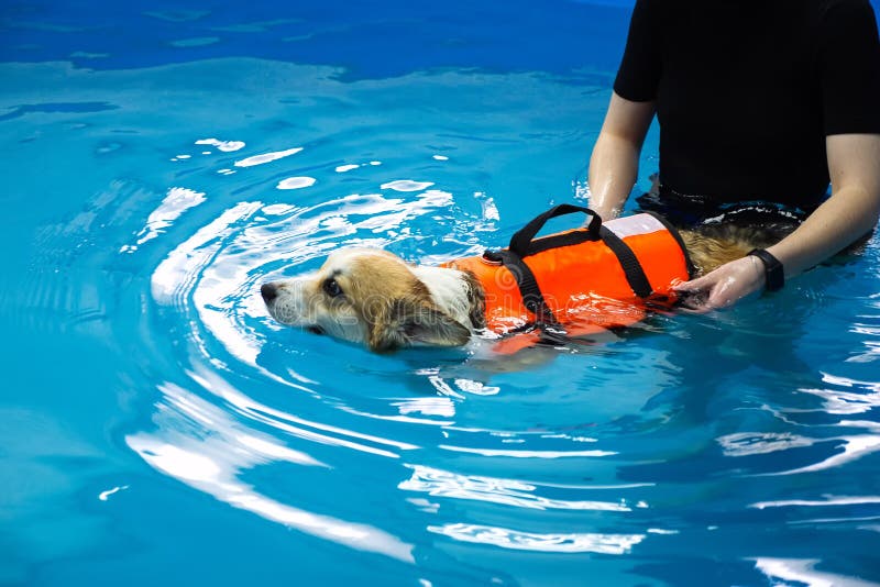 Corgi dog in life jacket swim in the swimming pool. Pet rehabilitation