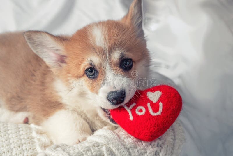 191 Corgi Puppy Valentine Stock Photos - Free & Royalty-Free Stock Photos  from Dreamstime