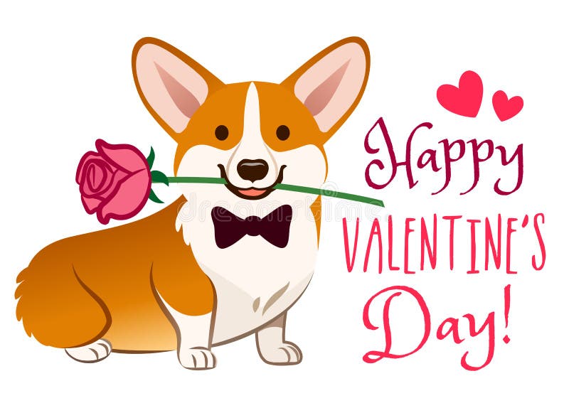 Corgi dog with rose flower in mouth Valentine`s day card vector cartoon. Cute sitting corgi puppy on white background. Funny