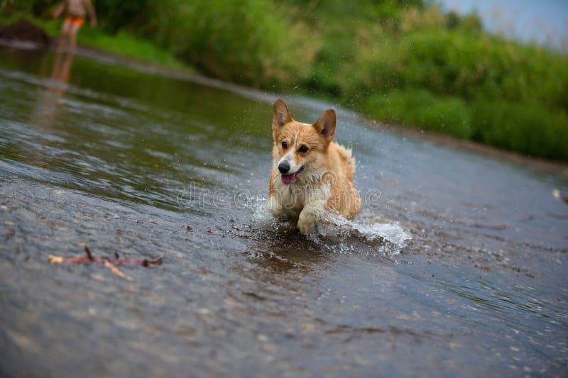 Dog Running on Water in River a Catching Stick Stock Image