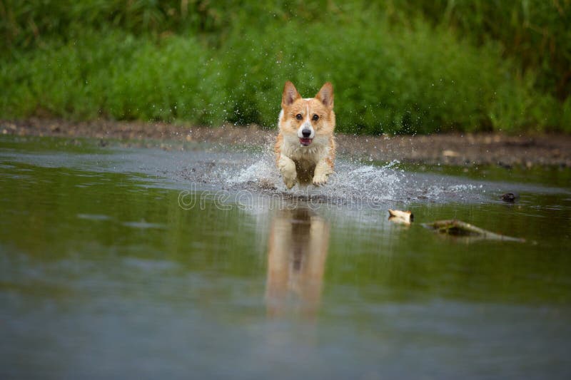 Dog Running on Water in River a Catching Stick Stock Image