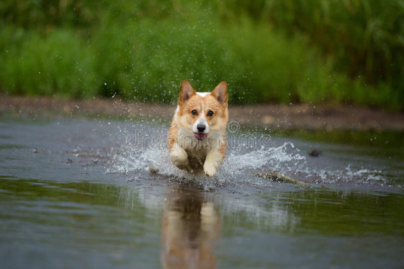 Dog Running on Water in River a Catching Stick Stock Photo