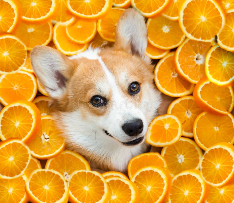 Funny corgi dog`s head in oranges