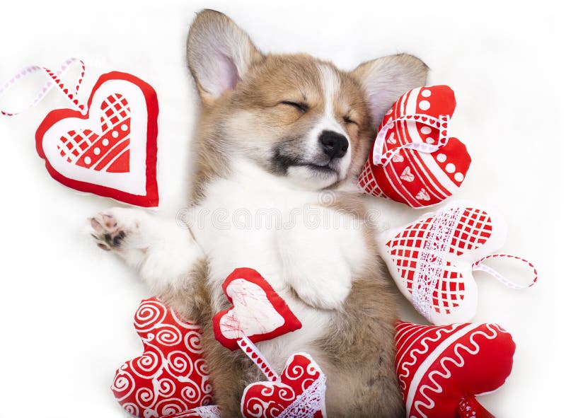 191 Corgi Puppy Valentine Stock Photos - Free & Royalty-Free Stock Photos  from Dreamstime