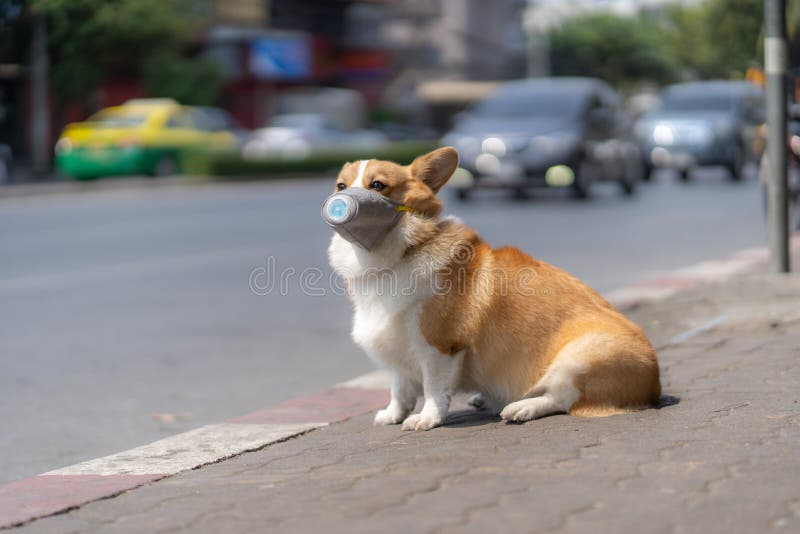 corgi wearing sunglasses