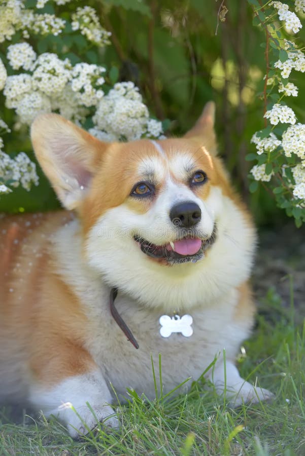 Corgi among Flowering Spring Bushes Stock Photo - Image of green ...