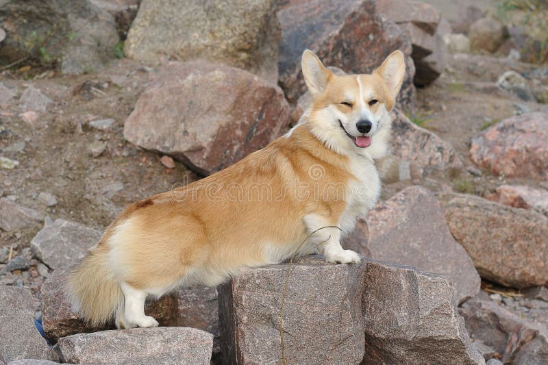 Pet on a walk - Welsh corgi Pembroke red with yellow coloring. Pet on a walk - Welsh corgi Pembroke red with yellow coloring