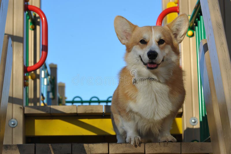 Pet on a walk - Welsh corgi Pembroke red with yellow coloring. Pet on a walk - Welsh corgi Pembroke red with yellow coloring