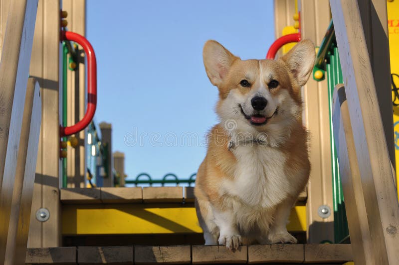 Pet on a walk - Welsh corgi Pembroke red with yellow coloring. Pet on a walk - Welsh corgi Pembroke red with yellow coloring