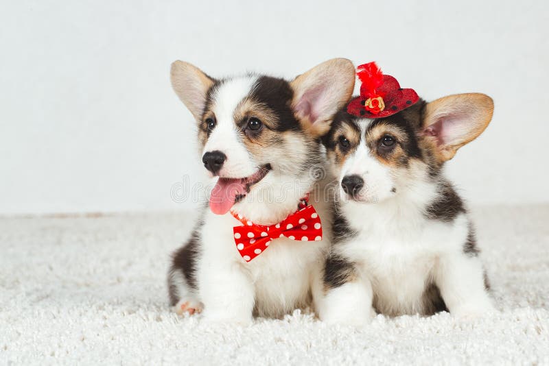 corgi with bow tie