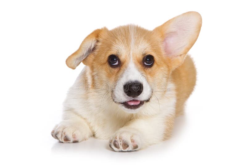 Corgi puppy royalty free stock photos Corgi puppy royalty free stock photos