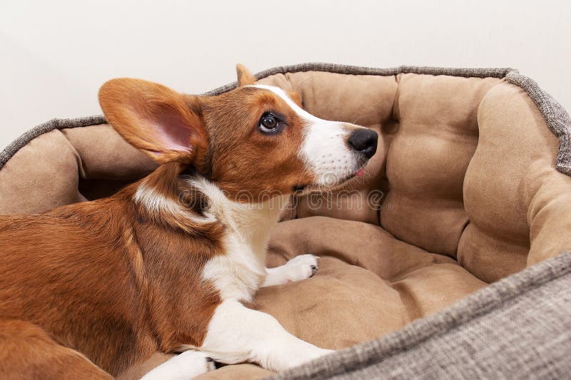 A Puppy is Lying in a Bed at Home Stock Photo Image of obedient