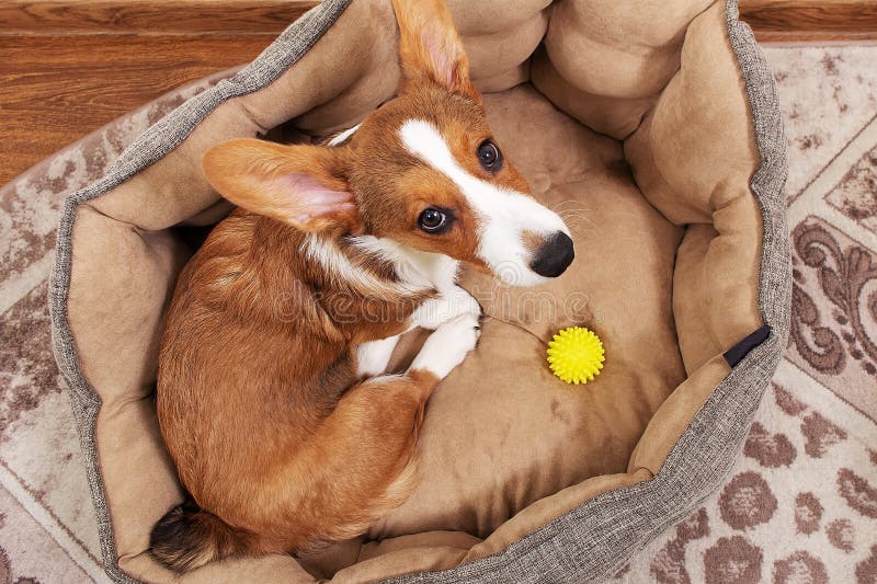 Puppy is Lying in a Bed at Home, Top View Stock Photo Image of