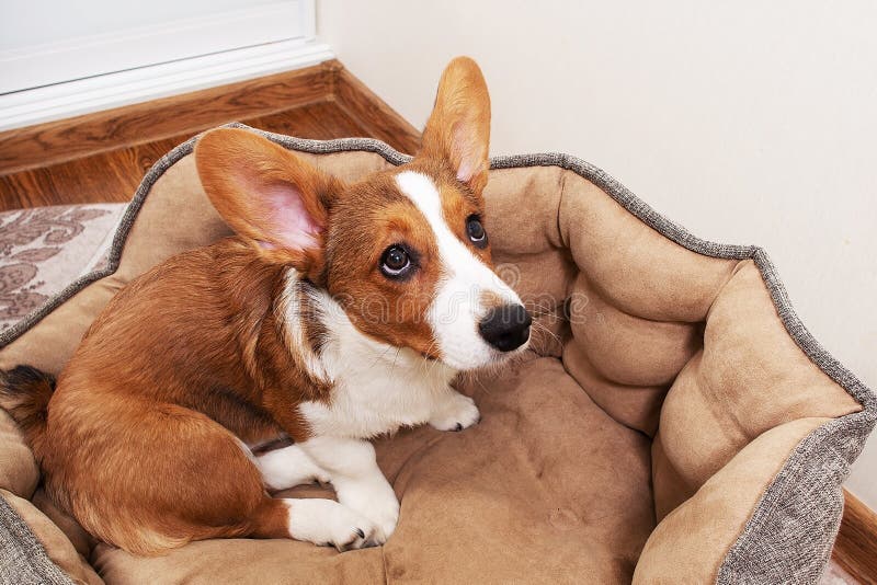 Puppy is Lying in a Bed at Home, Top View Stock Photo Image of