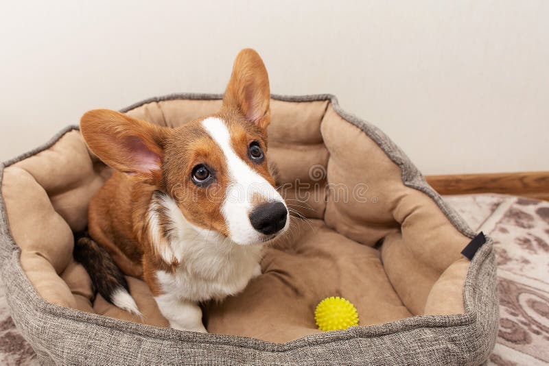 Puppy is Lying in a Bed at Home, Top View Stock Image Image of