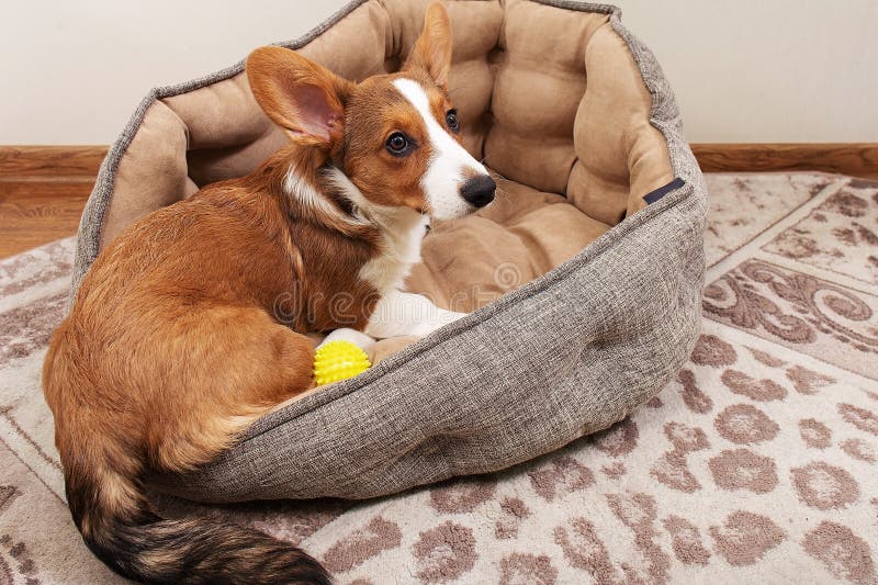 Puppy is Lying in a Bed at Home, Top View Stock Photo Image of