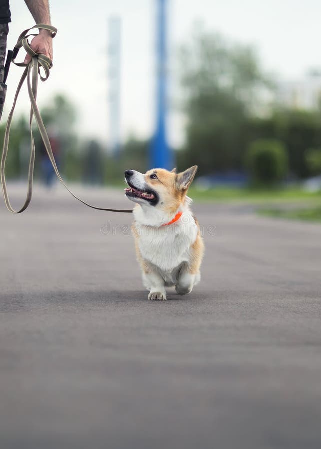 Puppy Walks in the City on a Leash and Stares Devotedly at the