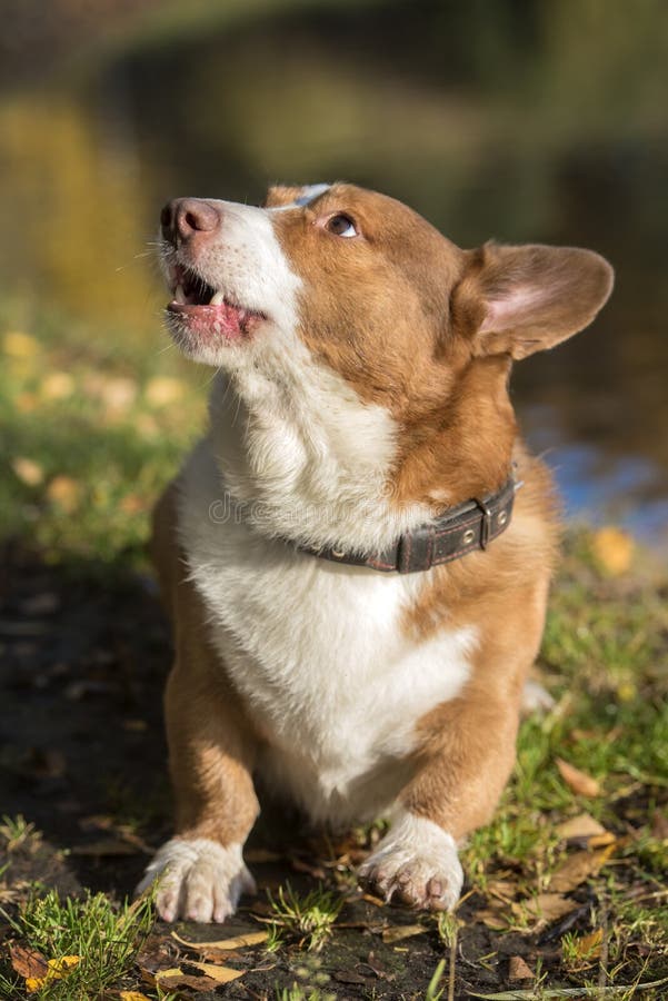 Corgi vermelho e branco fotos de stock royalty free