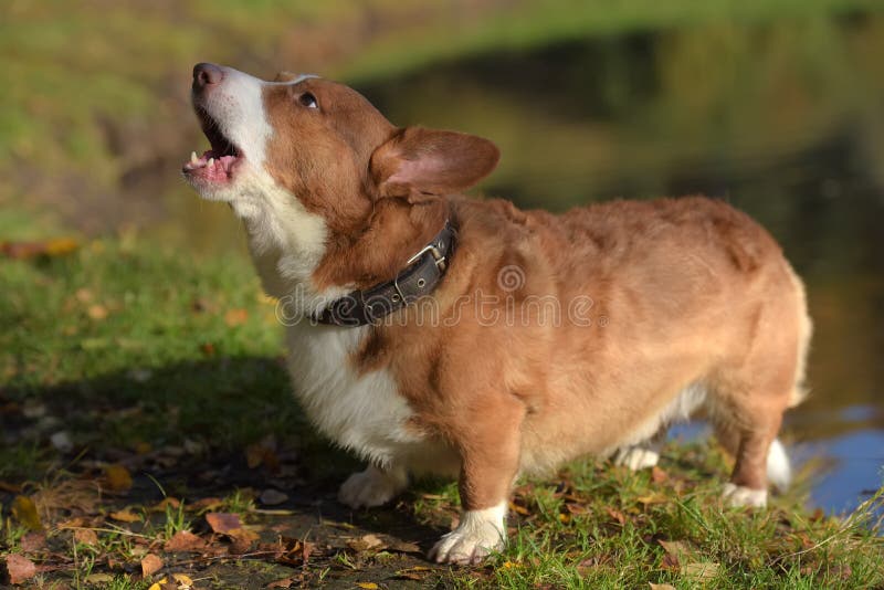 Corgi vermelho e branco imagem de stock royalty free