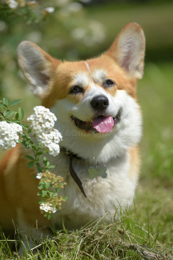 Corgi vermelho e branco num arbusto florescente imagem de stock
