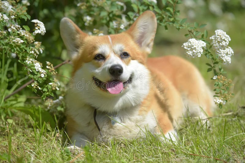 Corgi vermelho e branco num arbusto florescente foto de stock