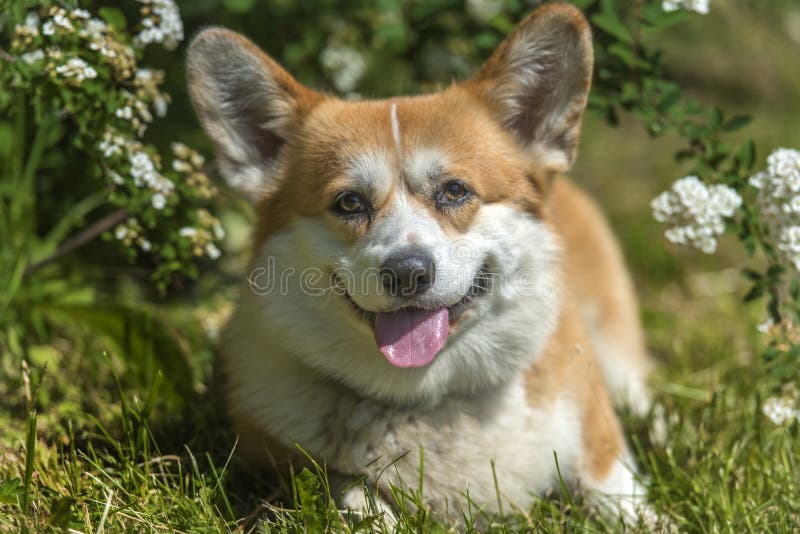 Corgi vermelho e branco num arbusto florescente fotos de stock royalty free