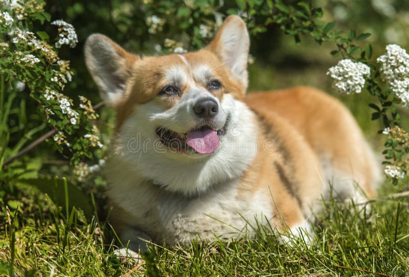 Corgi vermelho e branco num arbusto florescente imagens de stock royalty free