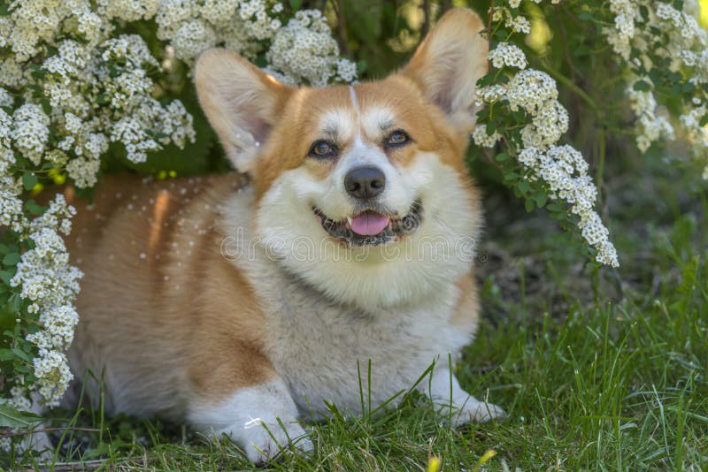 Corgi vermelho e branco num arbusto florescente fotos de stock