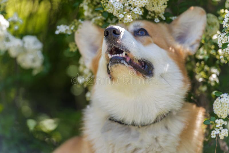 Corgi vermelho e branco num arbusto florescente fotografia de stock