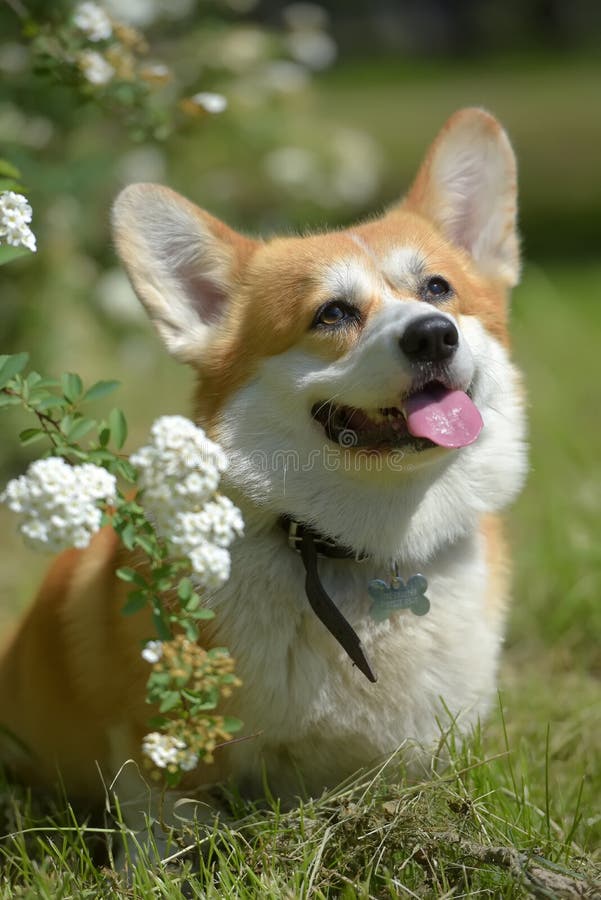 Corgi vermelho e branco num arbusto florescente imagem de stock