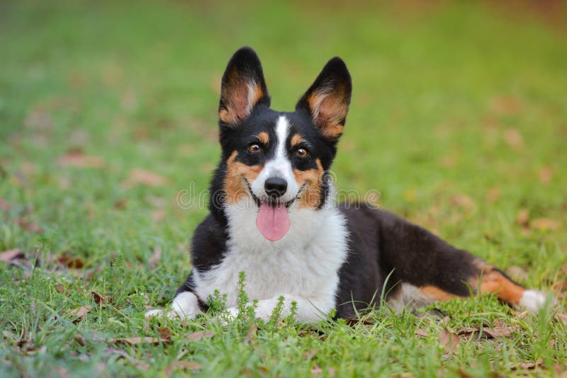 Corgi Welsh с очень приносит черную, красную и белую картину стоковые фото Corgi Welsh с очень приносит черную, красную и белую картину стоковые фото