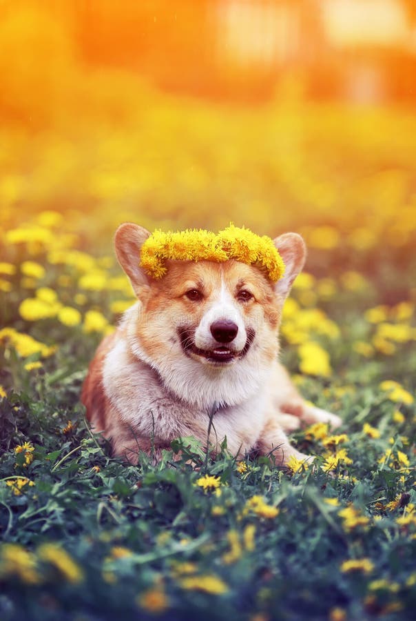Corgi красивого маленького щенка красный лежит на поле с желтыми одуванчиками в венке цветков на солнечный весенний день стоковое фото rf Corgi красивого маленького щенка красный лежит на поле с желтыми одуванчиками в венке цветков на солнечный весенний день стоковое фото rf