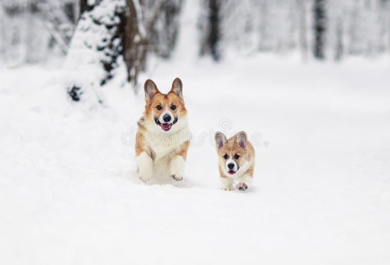 Corgi 2 собак, красный с их запуском щенка весело на белый снег в парке зимы стоковое фото rf