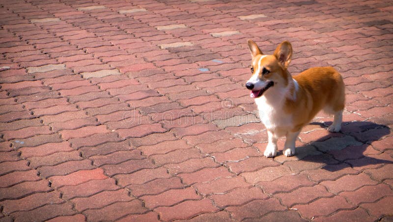 Corgihond op de baksteenvloer stock fotografie Corgihond op de baksteenvloer stock fotografie