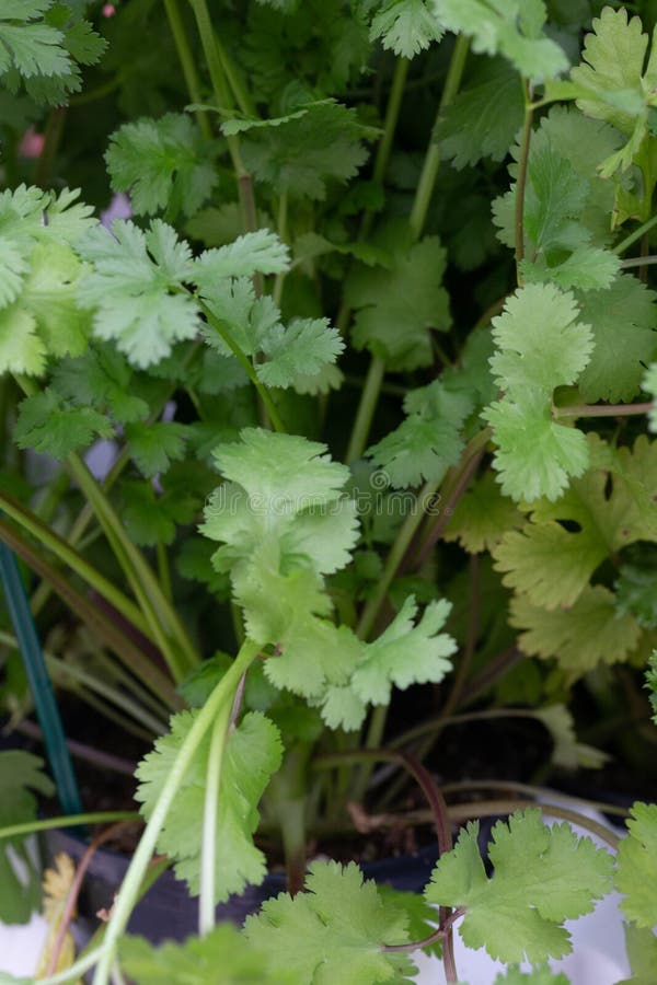 Coriander plant stock photo. Image of garden, plant 150467412