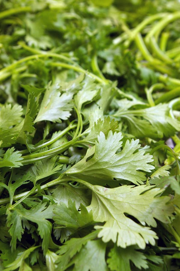 Coriander stock photo. Image of aroma, scent, group, japanese 2712668