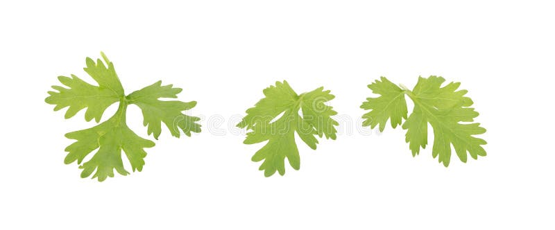 Coriander bunch isolated on white stock image Coriander bunch isolated on white stock image