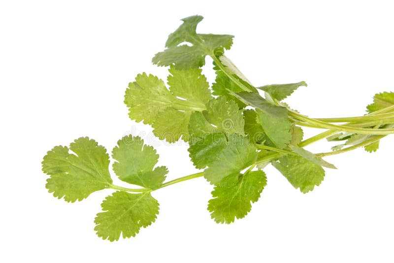 Coriander Cilantro Green Leaves Isolated on White Background Stock
