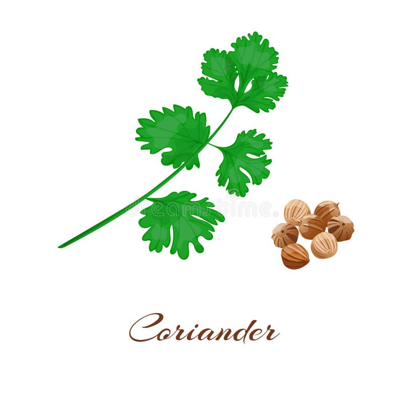 Cilantro Stock Illustrations 3,277 Cilantro Stock Illustrations