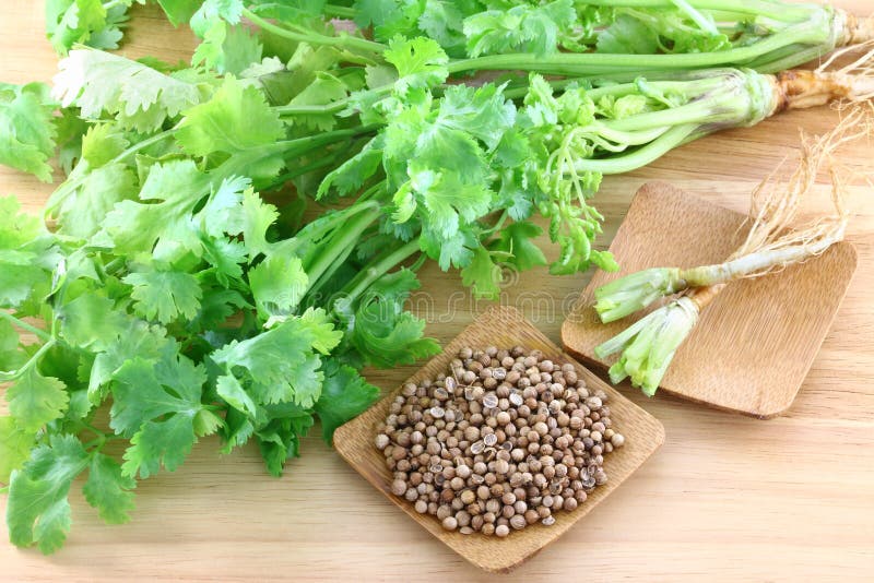 Coriander, cilantro, with roots and seeds