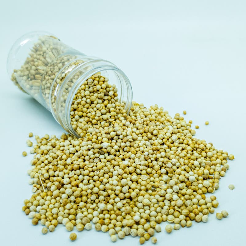 Coriander & x28;Coriandrum sativum& x29 royalty free stock photography